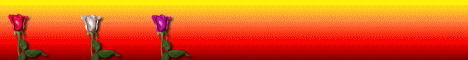 Banner Rosenstern