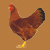 Huhn 